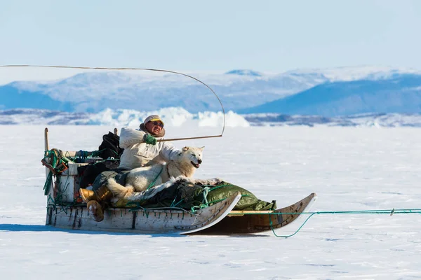 Qaanaaq Grönland Musher Und Seine Hunde Auf Einer Touristischen Hundeschlittenfahrt — Stockfoto