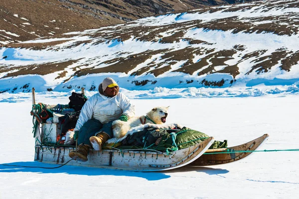 QAANAQ, GREENLAND, Musher ve köpekleri turist köpek kızağı gezisinde.