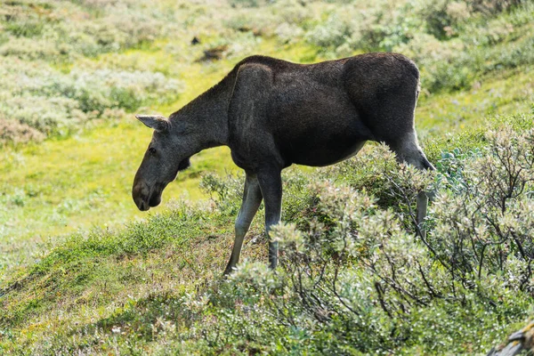 Female Moose Swedish Countryside — Stock Photo, Image