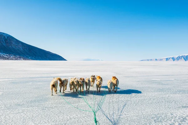 Qaanaaq Greenland Musher Seus Cães Uma Viagem Trenó Cão Turístico — Fotografia de Stock