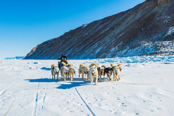 Qaanaaq Greenland Musher Ses Chiens Excursion Touristique Traîneau Chiens — Photo