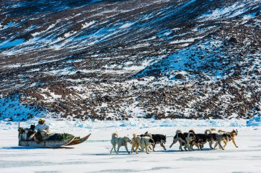 QAANAQ, GREENLAND, Musher ve köpekleri turist köpek kızağı gezisinde.