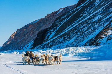 QAANAQ, GREENLAND, Musher ve köpekleri turist köpek kızağı gezisinde.