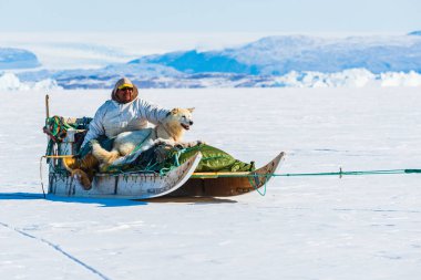 QAANAQ, GREENLAND, Musher ve köpekleri turist köpek kızağı gezisinde.