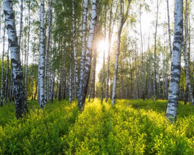 Parlak güneş ışığıyla ormandaki huş ağaçları