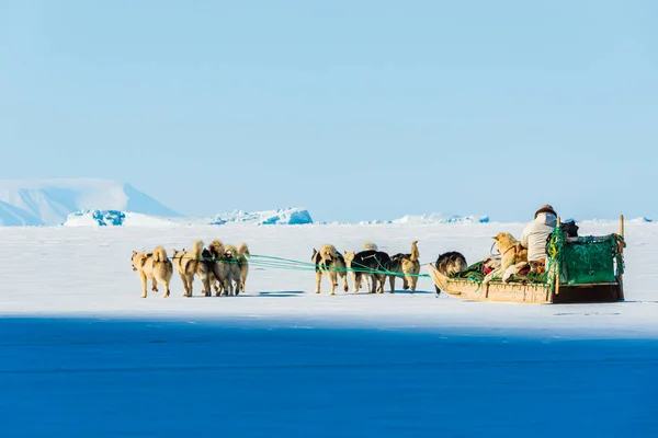 Qaanaq Greenland Musher Köpekleri Turist Köpek Kızağı Gezisinde — Stok fotoğraf