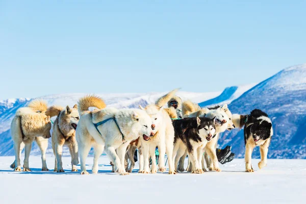 Qaanaq Greenland Musher Και Σκυλιά Του Ένα Τουριστικό Ταξίδι Έλκηθρο — Φωτογραφία Αρχείου