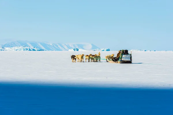 Qaanaaq Grönland Musher Und Seine Hunde Auf Einer Touristischen Hundeschlittenfahrt — Stockfoto