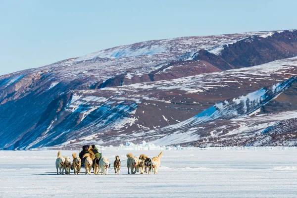 Qaanaaq Greenland Musher Ses Chiens Excursion Touristique Traîneau Chiens — Photo