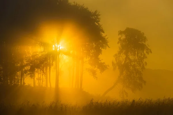 黄金の日の出の森のシルエットの木を破る — ストック写真