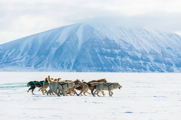 Qaanaaq Greenland Musher Sus Perros Viaje Turístico Trineo Para Perros —  Fotos de Stock