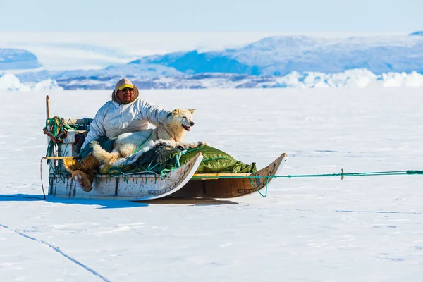 Qaanaq Greenland Musher Köpekleri Turist Köpek Kızağı Gezisinde — Stok fotoğraf