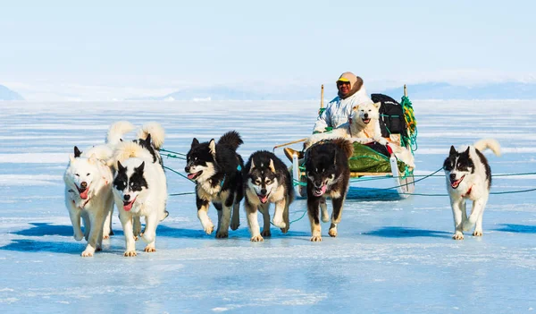 QAANAQ, GREENLAND, Musher ve köpekleri turist köpek kızağı gezisinde.