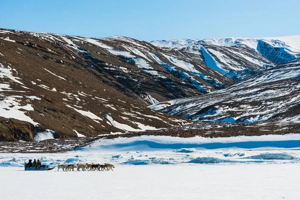 Qaanaaq Greenland Musher Ses Chiens Excursion Touristique Traîneau Chiens — Photo