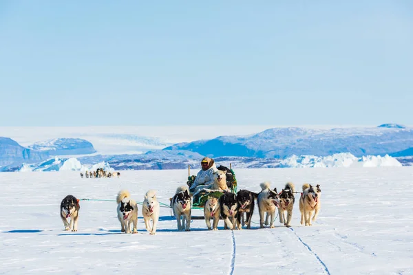 Qaanaaq Greenland Musher Ses Chiens Excursion Touristique Traîneau Chiens — Photo