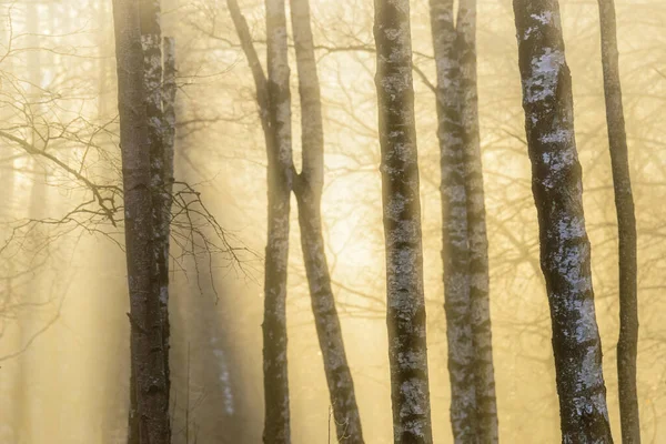 Vista Troncos Árboles Niebla Luz Suave Mañana —  Fotos de Stock