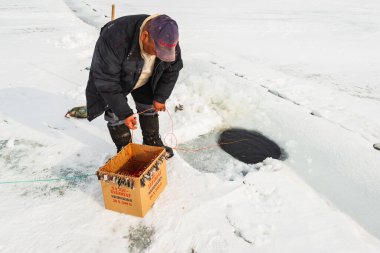 QAANAQ, GREENLAND, Grönlandlı adam donmuş denizde buzda balık tutuyor