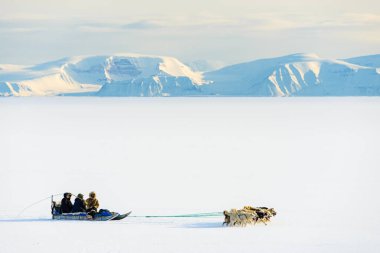 QAANAQ, GREENLAND, Musher ve köpekleri turist köpek kızağı gezisinde.