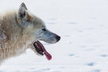 Musher ve köpekleri kızak gezisinde..