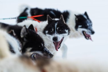 Donmuş denizde koşan köpekli köpekler kızak çekiyorlar..