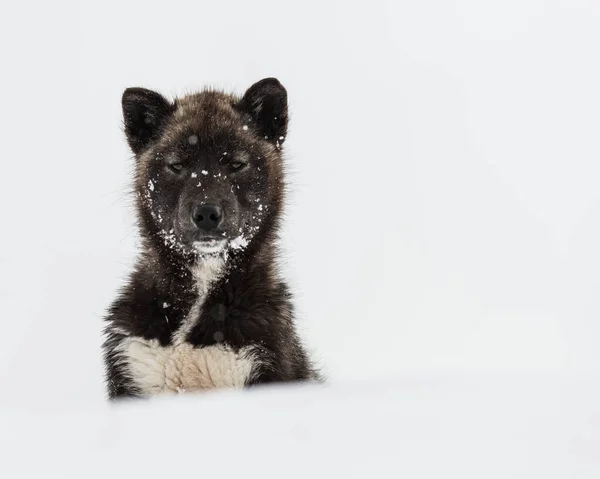 Άποψη Ενός Χαριτωμένου Μαύρου Husky Κοιτάζοντας Κάμερα Μια Χιονοστιβάδα — Φωτογραφία Αρχείου