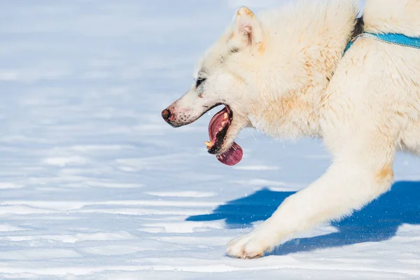 Husky Perros Corriendo Congelado Mar Tirando Trineo —  Fotos de Stock