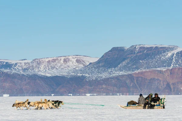 Husky Hundar Som Springer Fruset Hav Dra Släde — Stockfoto