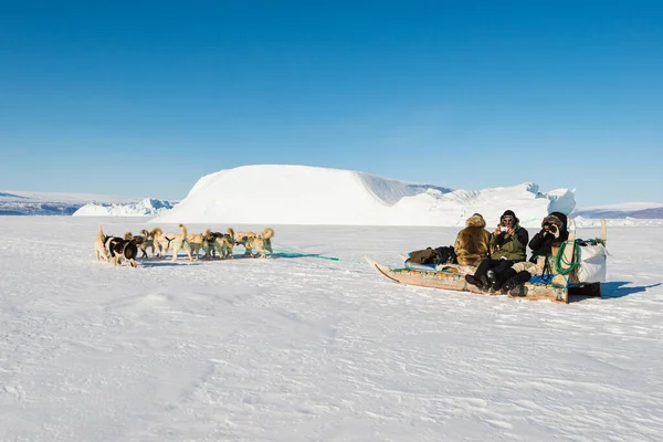 Donmuş Denizde Koşan Köpekli Köpekler Kızak Çekiyorlar — Stok fotoğraf