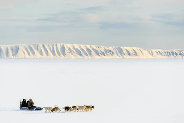 Qaanaq Greenland Musher Köpekleri Turist Köpek Kızağı Gezisinde — Stok fotoğraf