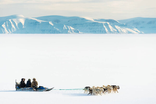 QAANAAQ, GREENLAND, Musher and his dogs on a tourist dog sled trip