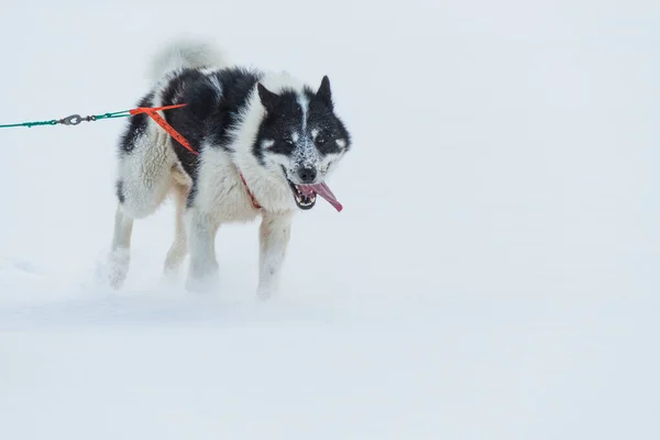 Husky Perros Corriendo Congelado Mar Tirando Trineo —  Fotos de Stock