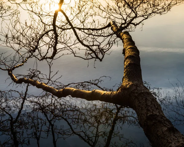 Отражение Голых Деревьев Воде Швеция — стоковое фото