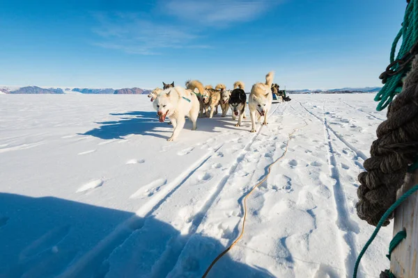 QAANAQ, GREENLAND, Musher ve köpekleri turist köpek kızağı gezisinde.