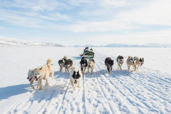 Musher ve köpekleri kızak gezisinde..