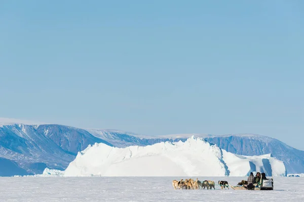 Donmuş Denizde Koşan Köpekli Köpekler Kızak Çekiyorlar — Stok fotoğraf