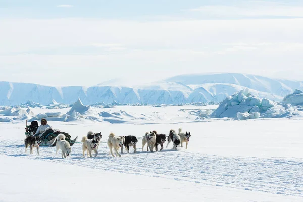 Musher Och Hans Hundar Hundspannstur — Stockfoto