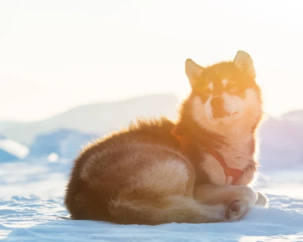 Cane Slitta Che Indossa Imbracatura Arriccia Nella Neve Illuminata Dal — Foto Stock