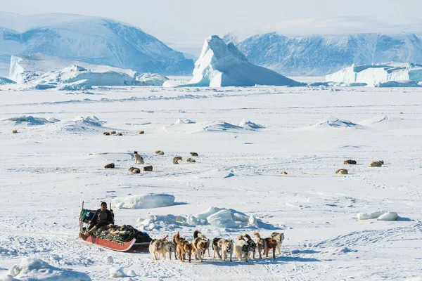 Musher ve köpekleri kızak gezisinde..