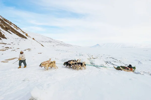 QAANAQ, GREENLAND, Musher ve köpekleri turist köpek kızağı gezisinde.