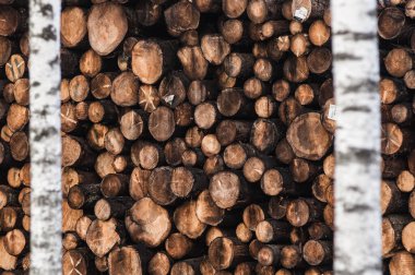 Kozalaklı orman kerestesi yığılmış bir yığın