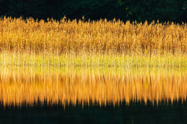 Lake Reeds Autumn Day — Stock Photo, Image
