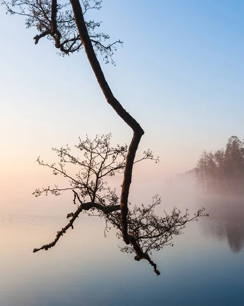 Zicht Kale Takken Ochtendmist Het Meer — Stockfoto