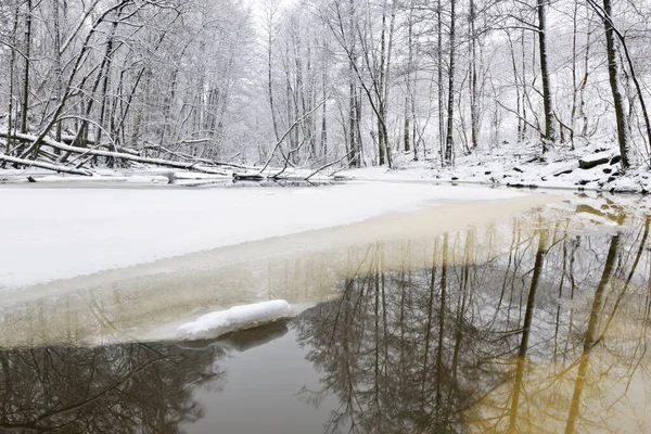Verschneites Flussufer Und Wald — Stockfoto