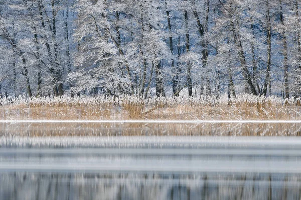 Gefrorene Bäume Flussufer Schweden Europa — Stockfoto