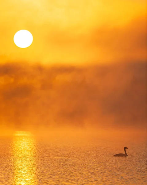 Hermosa Vista Del Amanecer Niebla Mañana Lago Con Silueta Cisne —  Fotos de Stock