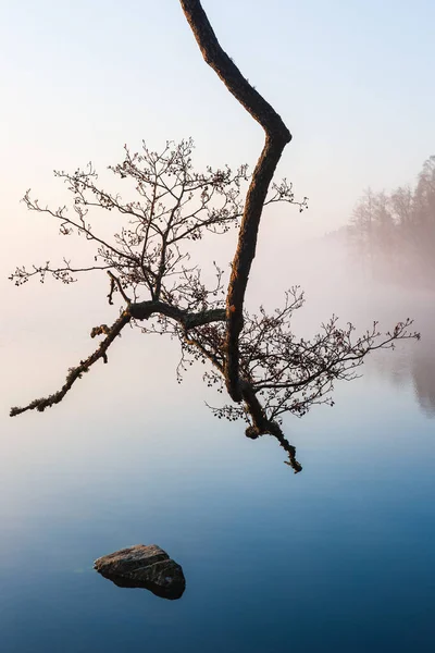 Вид Голых Ветвей Утреннем Тумане Озере — стоковое фото