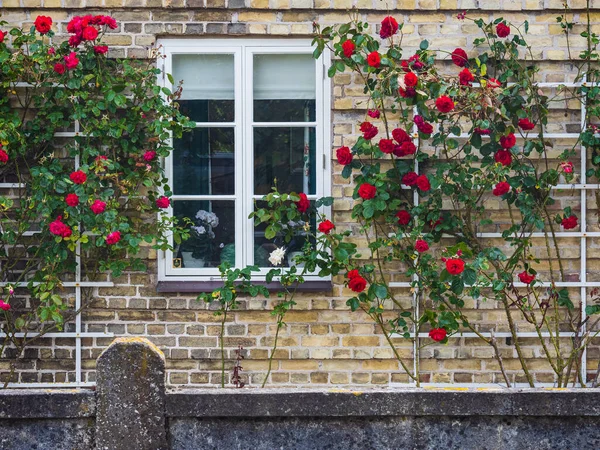 Rozen Groeien Muur Van Een Huis — Stockfoto