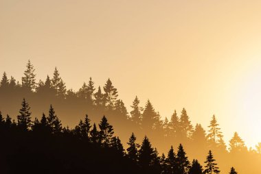 Ormanın soyut çifte maruziyeti