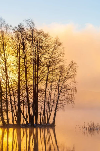 Zicht Kale Takken Ochtendmist Het Meer — Stockfoto