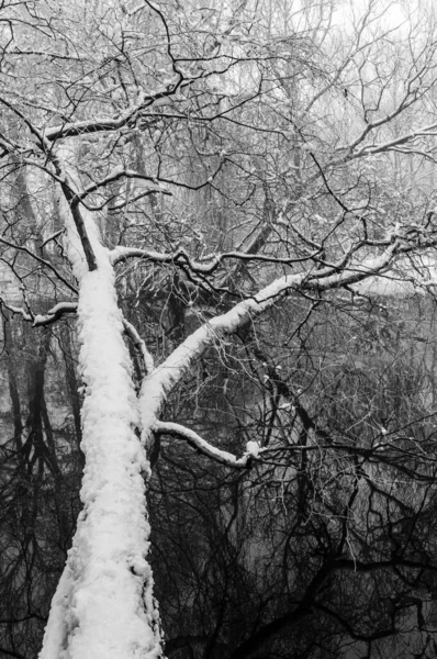 Vue Sur Lac Givré Les Rameaux Arbres — Photo